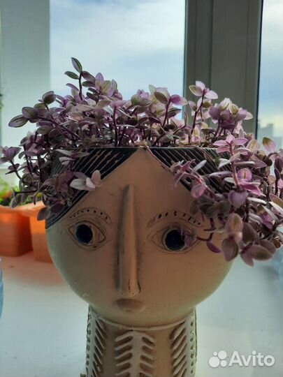 Каллизия розовая пантера