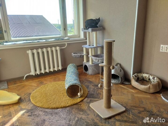 Передержка кошек/ передержка кошек с лейкозом