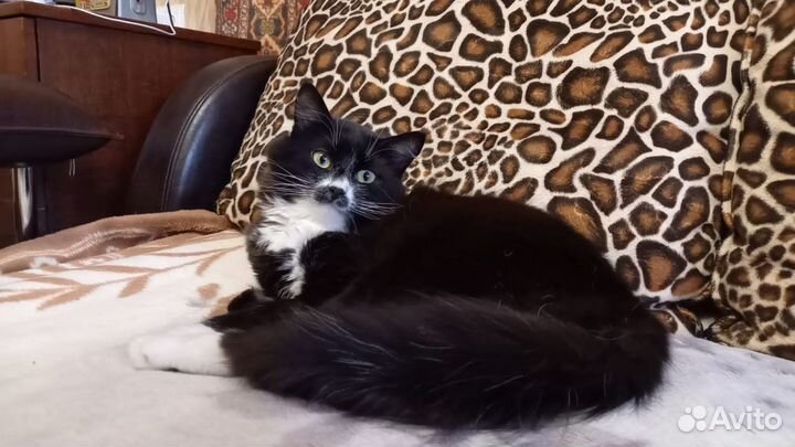 Ласковый котик