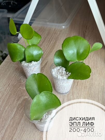 Хойя дисхидия