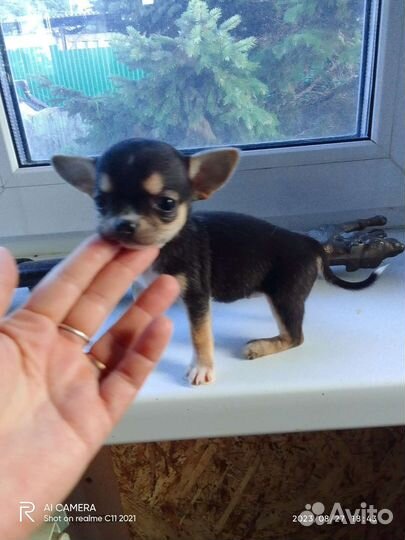 Щенки чихуахуа