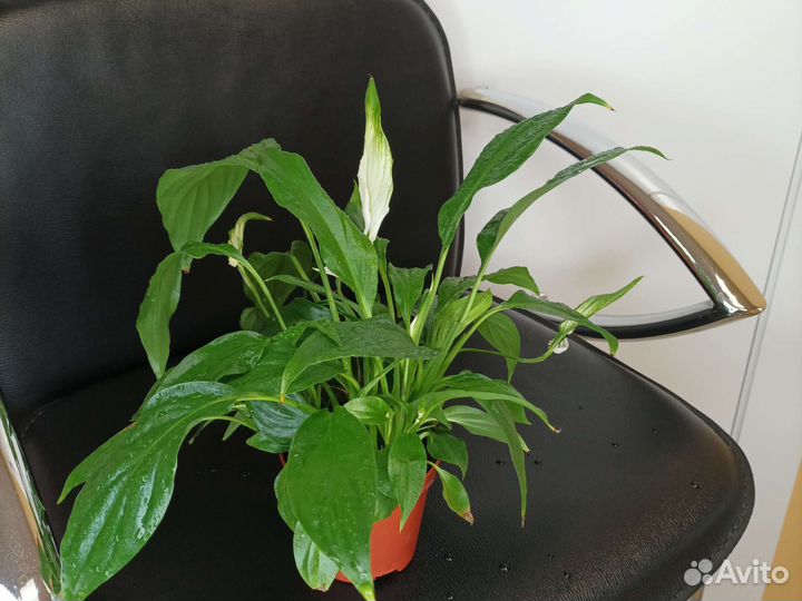 Спатифиллум Шопен (Женское счастье)