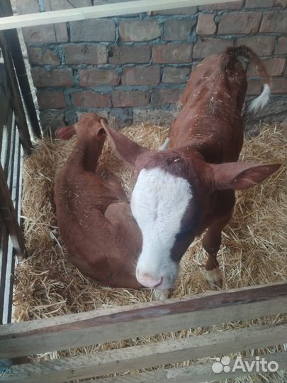 Телята (бычки и телочки)