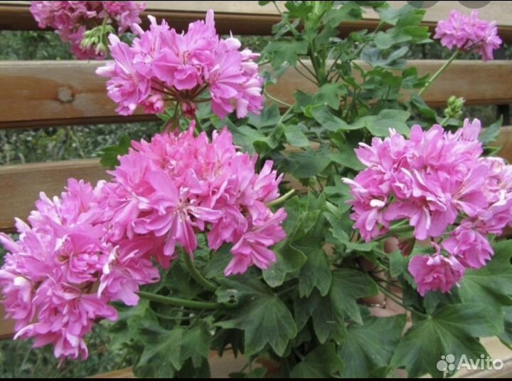 Герань пеларгония цветы