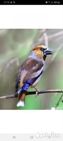 Певчие лесные птицы