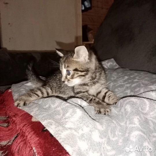 Котята бесплатно