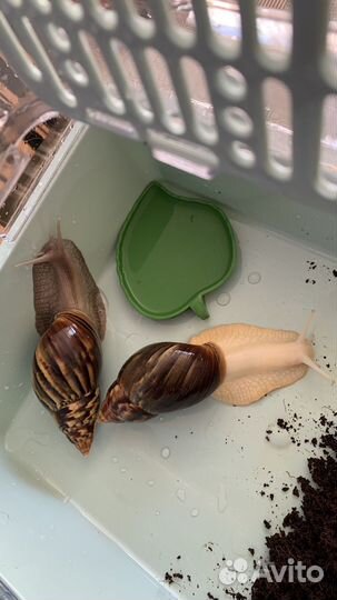 Улитки ахатины