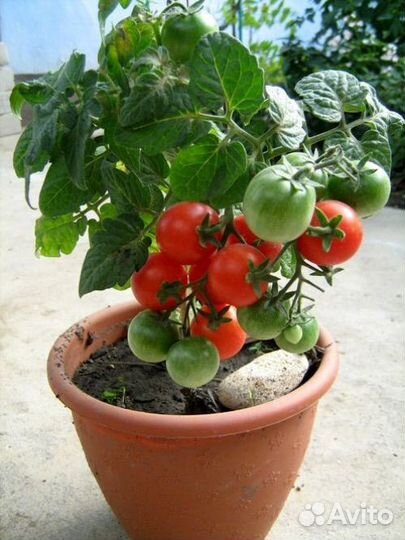 Томаты в горшке