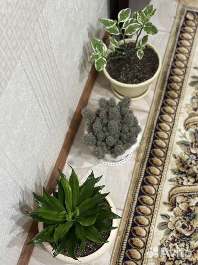 Домашние растения цветы