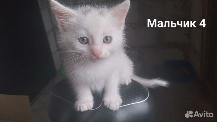 Кошка и котятв