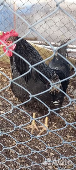 Продам петухов