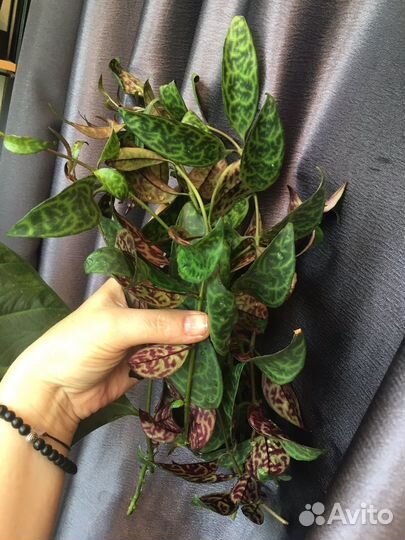 Пеперомия Перескиелистная, Эсхинантус мраморный