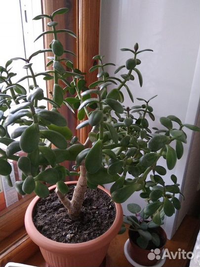 Денежное дерево