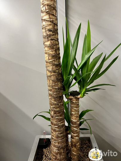 Юкка в кашпо lechuza h 180 см
