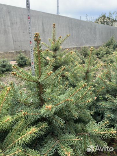 Ель голубая и зеленое