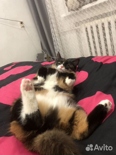 Кошка богатка на случку по договоренности