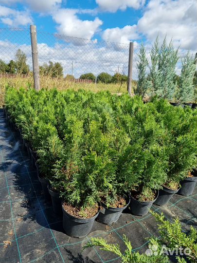 Растения Туя западная Смарагд