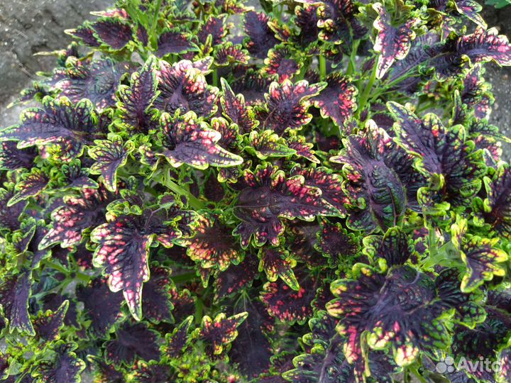 Колеусы сортовые