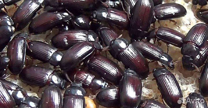 Жук знахарь