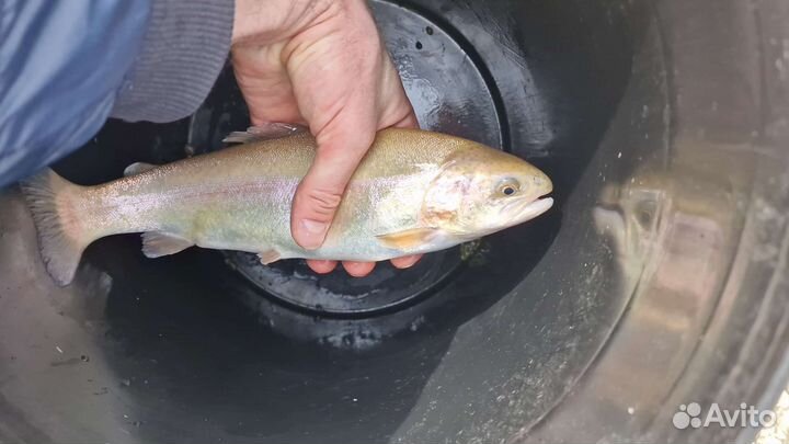 Форель живая высочайшее качество оптом