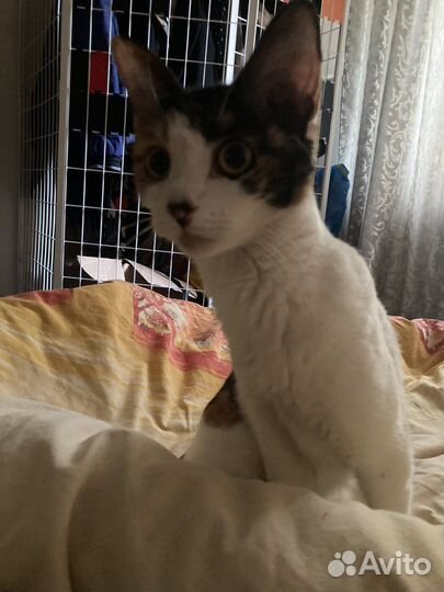 Кошечка в добрые руки