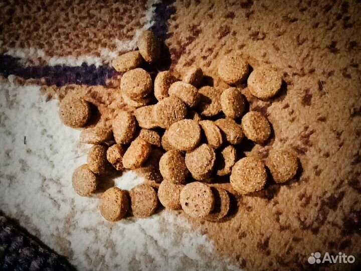 Корм для собак