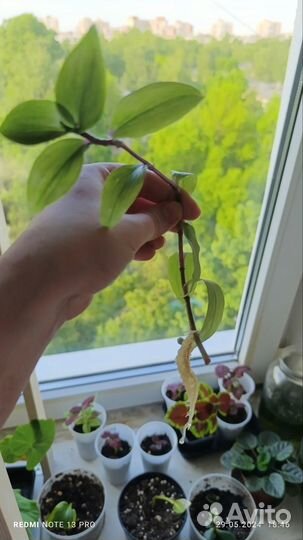 Традесканция росток