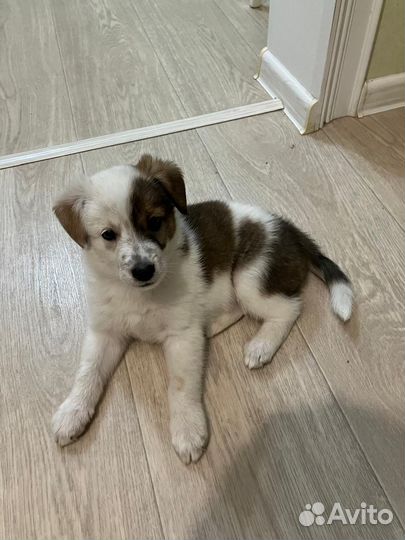 Собака в добрые руки отдам бесплатно