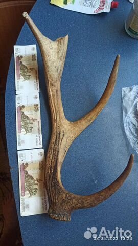 Продам рога оленя