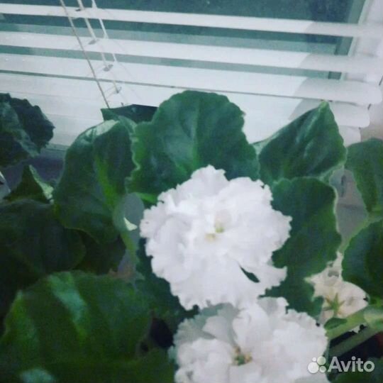 Фиалка в горшках