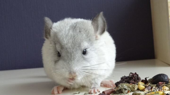 Шиншиллята беляши и фиолетики