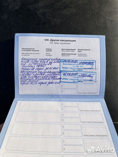 Жеребец на случку