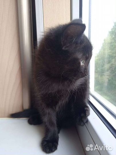 Кошки бесплатно