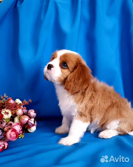 Кавалер Кинг Чарльз спаниель щенки