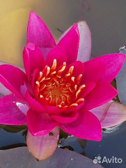 Нимфеи для пруда