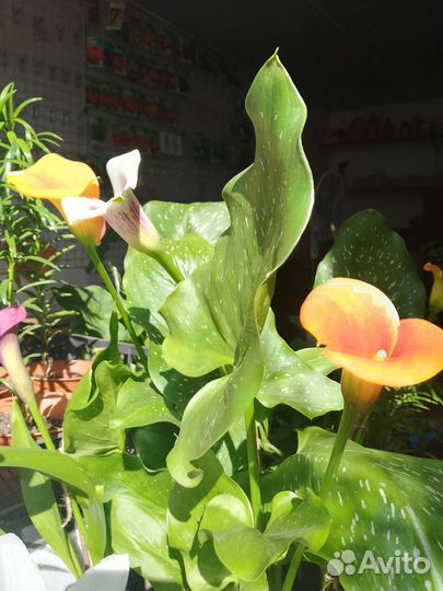 Кактусы, эхинантус,калы, алой вера