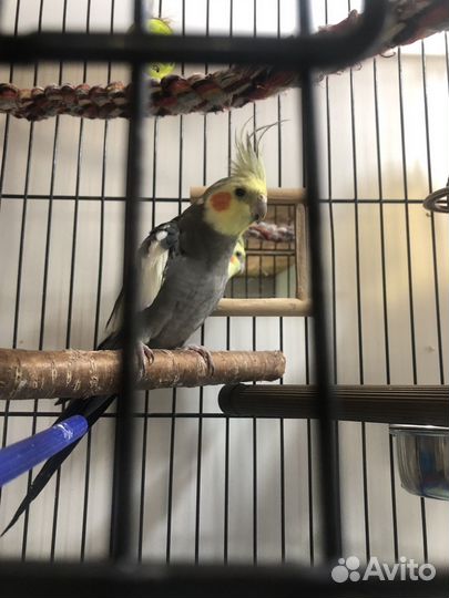 Попугай корелла