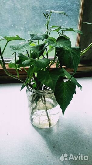 Батат рассада Purple