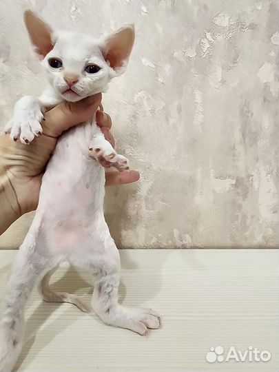 Котята девон-рекс