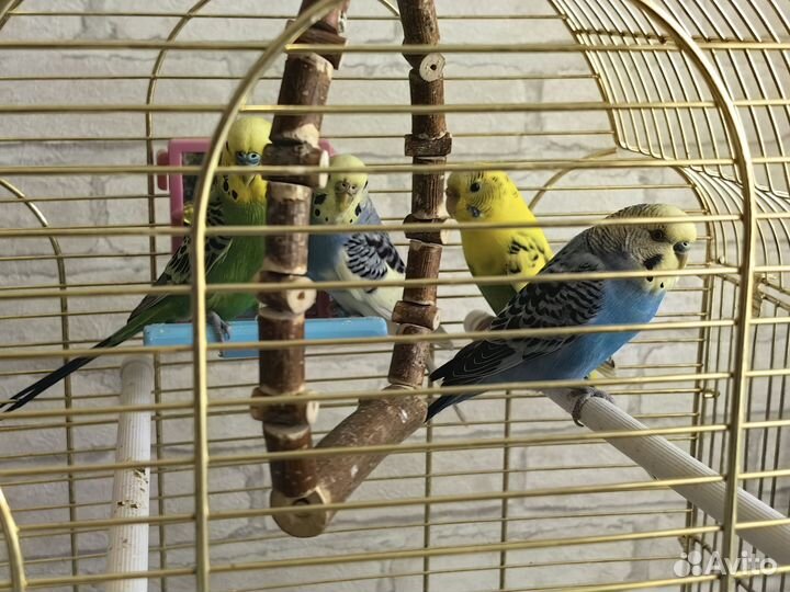 Волнистый попугай с клеткой