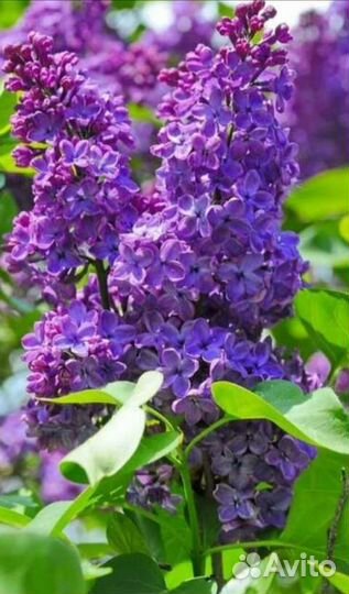 Сирень сортовая