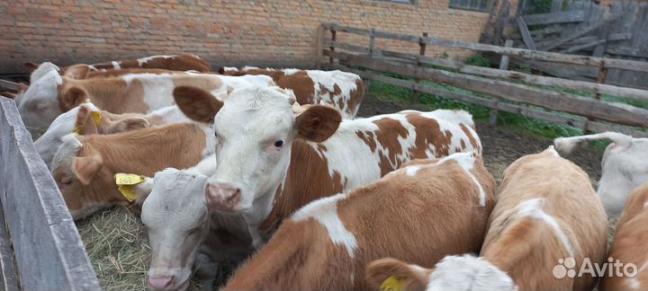 Бычки 2месяцев с доставкой