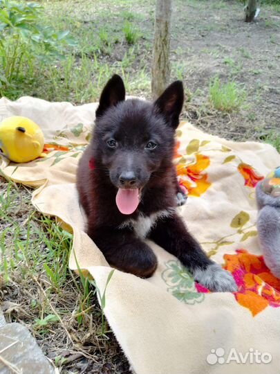 Щенок в добрые руки