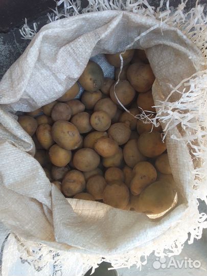 Семенной картофель