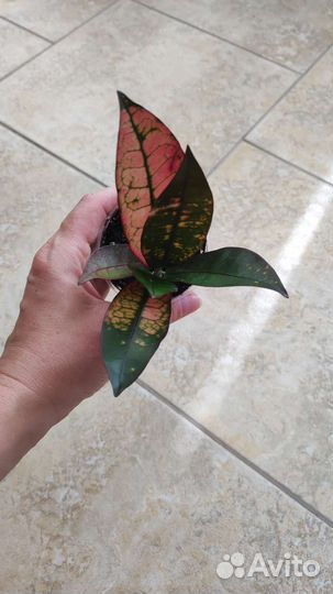 Кротоны: Радуга, Айстон, Нервия, Невилла