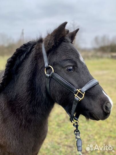 Амуниция для животных из натуральной кожи