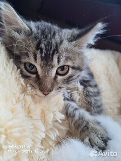 Два брата акробата ищут дом