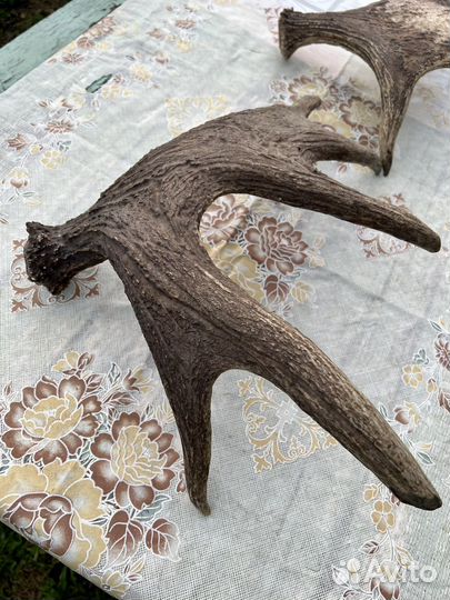 Рога лося натуральные, 3 кг