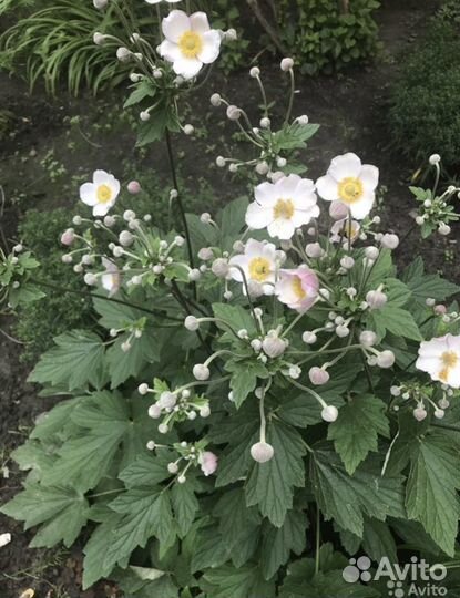 Садовые многолетники: анемона, василек, ирис