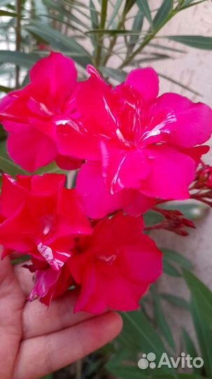 Камелия и Олеандры различные, в горшках